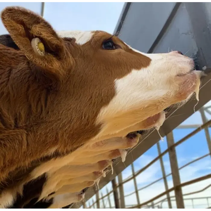 Milk Bar™ Buzağı Emziği 10lu Kutu