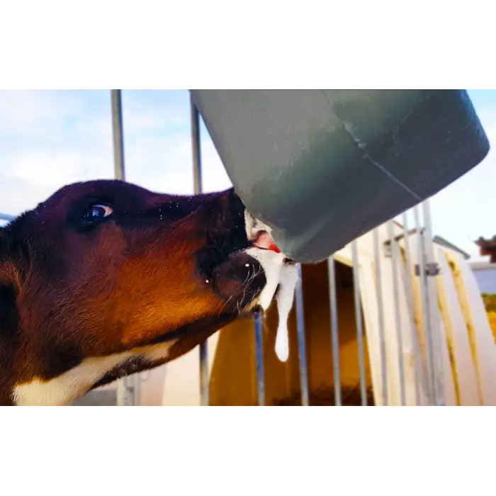 Milk Bar™ Buzağı Emziği 50li Kutu