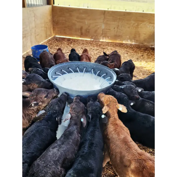 Milk Bar™ Buzağı Emziği – Round Back - 10lu Kutu