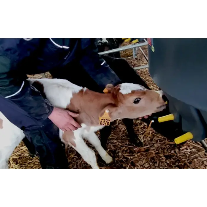 Milk Bar™ Eğitim Emziği - 10lu Kutu