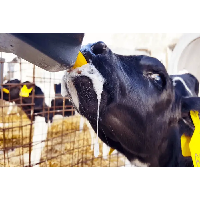 Milk Bar™ Eğitim Emziği - 10lu Kutu