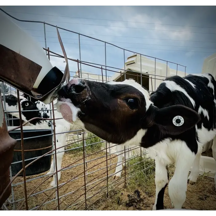 Milk Bar™ Revolution Biberona Geçme Emzik - 100lü Kutu