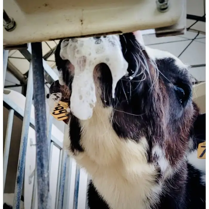 Milk Bar™ Revolution Biberona Geçme Emzik - 12li Kutu