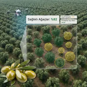 AGROVECH DRON ZEYTİN AĞACI ANALİZİ PAKETİ