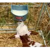 Milk Bar™ 4L Calf Feeder