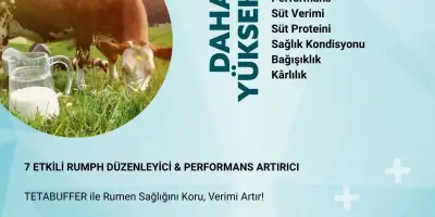 TETABUFFER: Ruminantlarda Verim Artırmanın Bilimsel Yolu (2025 Rehberi)