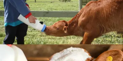 Buzağı Beslemede Devrim: Milk Bar™ Emzik Serisi ile Sağlıklı ve Verimli Yetiştirme Rehberi