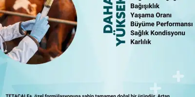 TETACALF+ ile Buzağı Büyüme Performansını Artırmanın Yolları