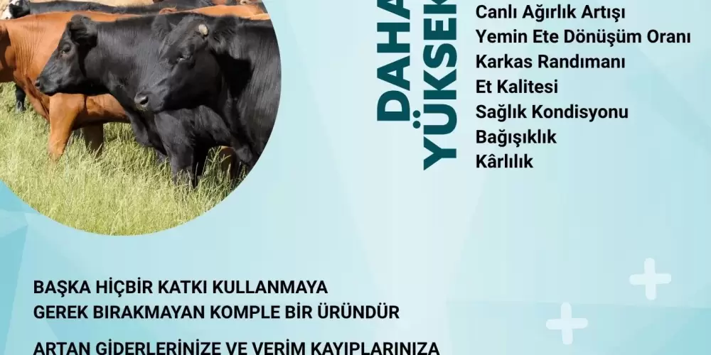 TETAMEATUP BEEF: Besi Danalarında Üstün Performansın Yeni Adresi