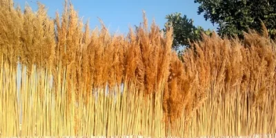 SAZ KAMIŞI NEDİR ? ÖZELLİKLERİ NELERDİR?