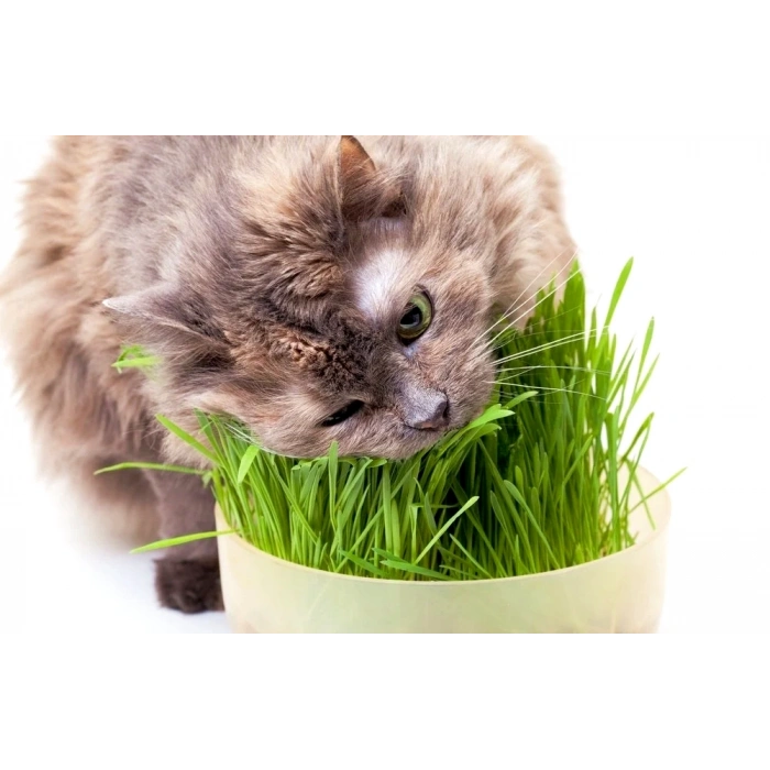 Doğal Kedi Çimi (Tüy Yumağı Önleyici) 100 gr Standart