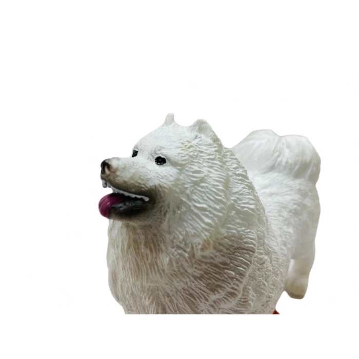 Köpekler - Samoyed Cinsi Köpek