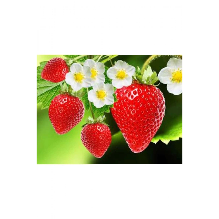 Strawberry Flavored Massage Oil 50ml Çilek Aromalı Masaj Yağı 2 Adet