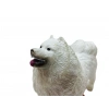 Köpekler - Samoyed Cinsi Köpek