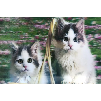 3 Boyutlu   Sevimli Kediler İkili Kedi Resmi Tablosu 40x60 cm