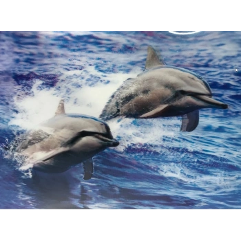 3 Boyutlu   Sevimli Yunuslar İkili Yunus Resmi Tablosu 30x40 cm