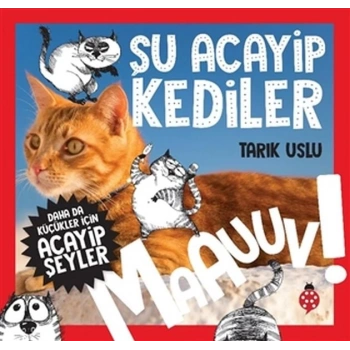 Daha Küçükler İçin Şu Acayip Kediler