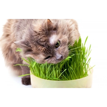 Doğal Kedi Çimi (Tüy Yumağı Önleyici) 100 gr Standart