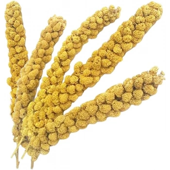 Vitaking Kuşlar İçin Doğal Sarı Dal Darı 100 gr