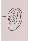 316L Çelik Gold Renk Zirkon Taşlı Çiçek Tragus Piercing