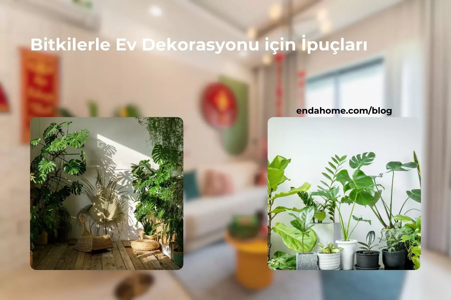 Bitkilerle Ev Dekorasyonu için İpuçları
