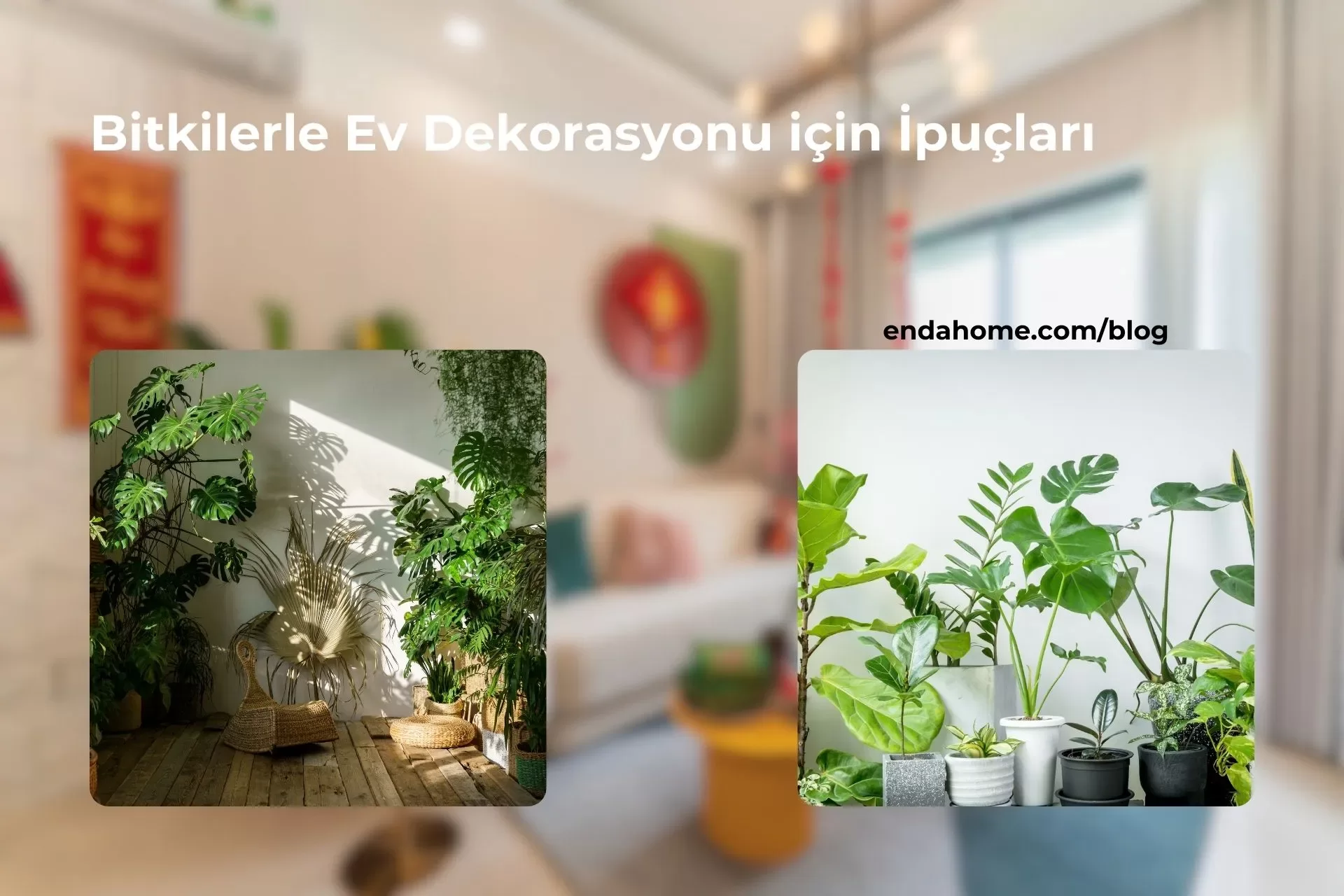 Bitkilerle Ev Dekorasyonu için İpuçları