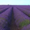 Ala Lavandula Duş Jeli 300 ml