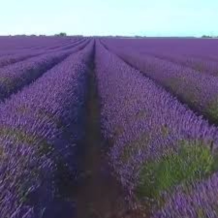 Ala Lavandula El Kremi 125 ml