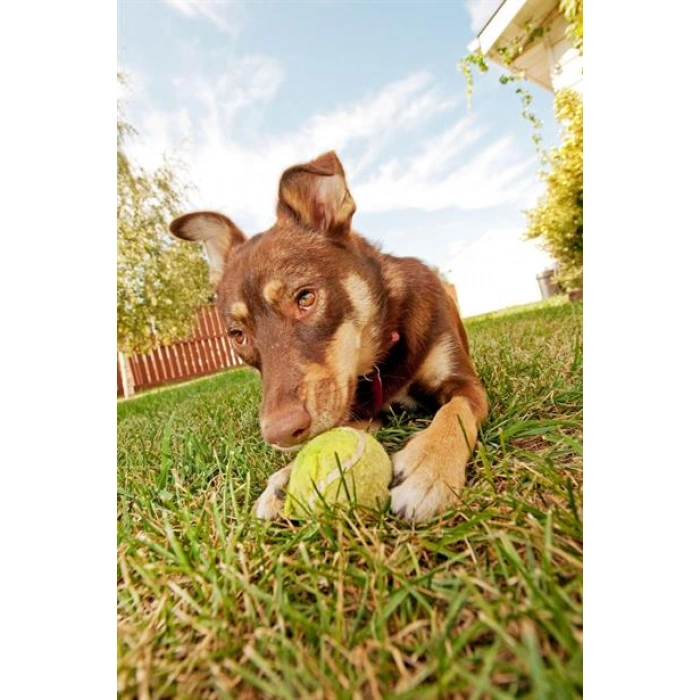 TUFEYO  3lü Renkli Desenli Tenis Topu Kedi Köpek Oyuncağı