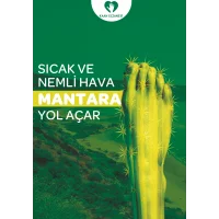 Mantar Afiş & Poster No:1