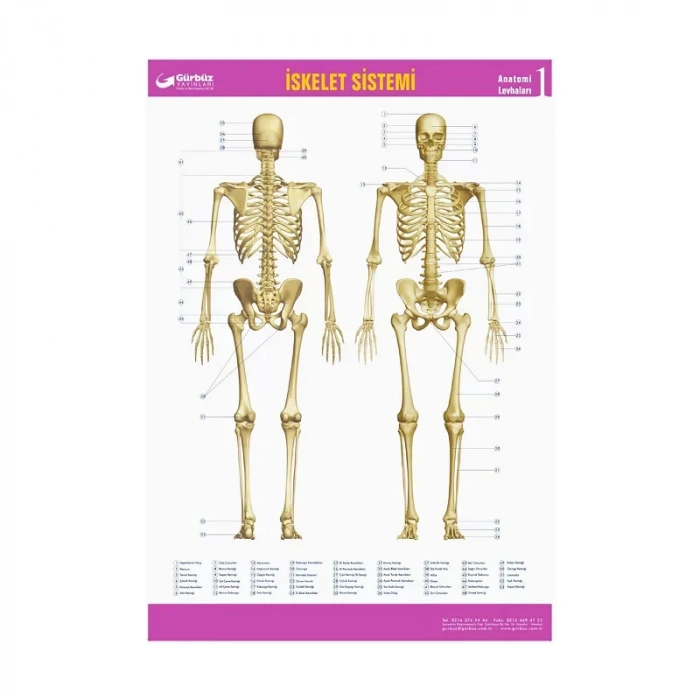 Gürbüz 31013 İskelet Sistemi Haritası