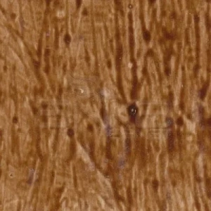 Cadence Antiquing (eskitme) 120ml Koyu Kızıl Kahve 306