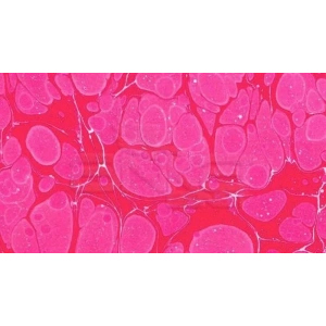 Karin Ebru Boyası Ezilmiş 304 Fuşya 105cc