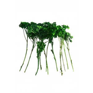 Odak Hobi Poşet Ağaç Koyu Yeşil