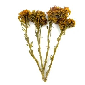 Odak Hobi Poşet Ağaç Sarı