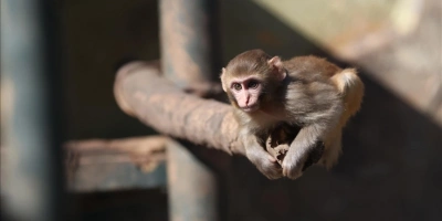 UYUŞTURUCU ŞÜPHELİLERİNİN ELİNDEN KURTARILAN MAYMUN YAVRUSU, YETİMLER BARINAĞINA YERLEŞTİRİLDİ