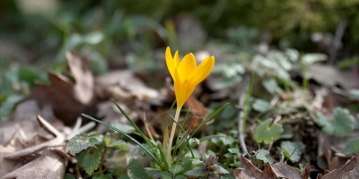 KIRKLARELİNDE BAHAR RENKLERİ ISTRANCA ORMANLARINI SÜSLEDİ