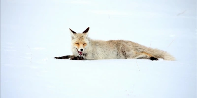 KARSTA KIZIL TİLKİLER AVLANIRKEN GÖRÜNTÜLENDİ