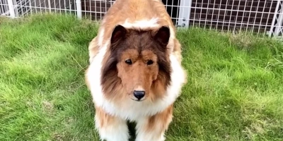 ÇOCUKLUK HAYALİYDİ; 2 MİLYON YEN HARCAYIP KENDİNİ KÖPEĞE DÖNÜŞTÜRDÜ