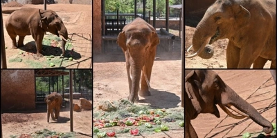 DÜNYANIN İLK TÜP BEBEK FİLİ GABİYE DÜNYA FİL GÜNÜNDE ÖZEL MENÜ