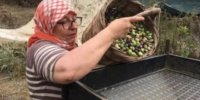 ZEYTİN HASADI İÇİN İŞÇİ BULUNAMIYOR