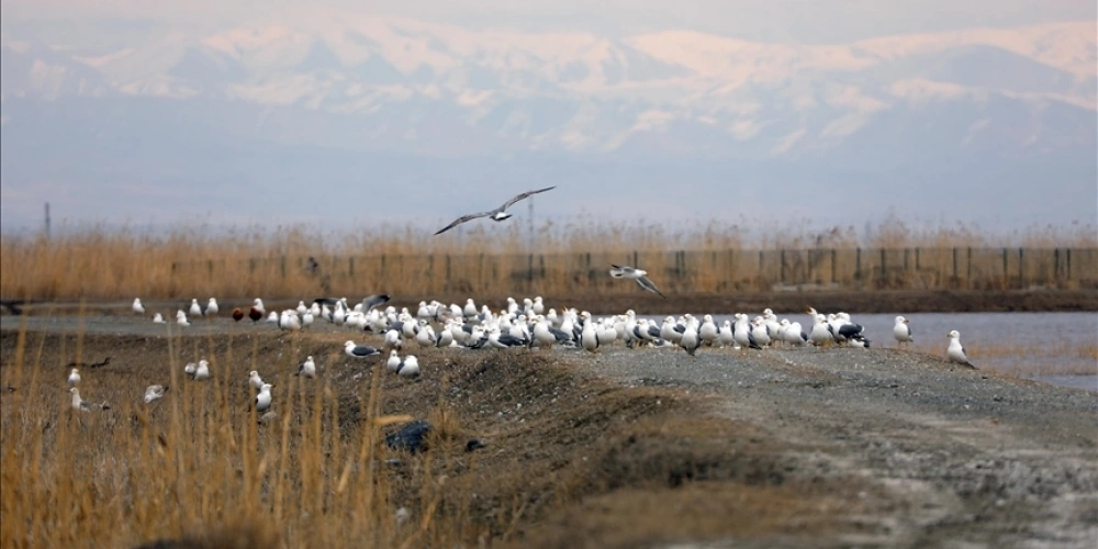 HAVALARIN ISINDIĞI AĞRI DAĞI ETEKLERİNE GÖÇMEN KUŞLAR GELMEYE BAŞLADI