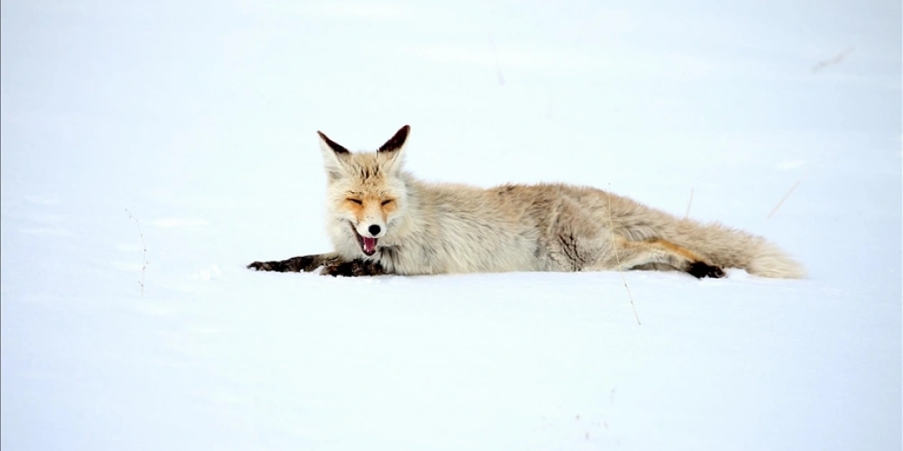 KARSTA KIZIL TİLKİLER AVLANIRKEN GÖRÜNTÜLENDİ