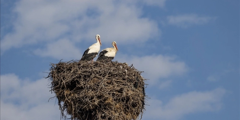 BAHARIN MÜJDECİSİ LEYLEKLER TUNCELİDEKİ KÖYLERDE BULUNAN YUVALARINA DÖNMEYE BAŞLADI