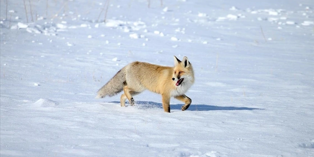 KARSTA KIZIL TİLKİLER KARLA KAPLI ARAZİDE GÖRÜNTÜLENDİ