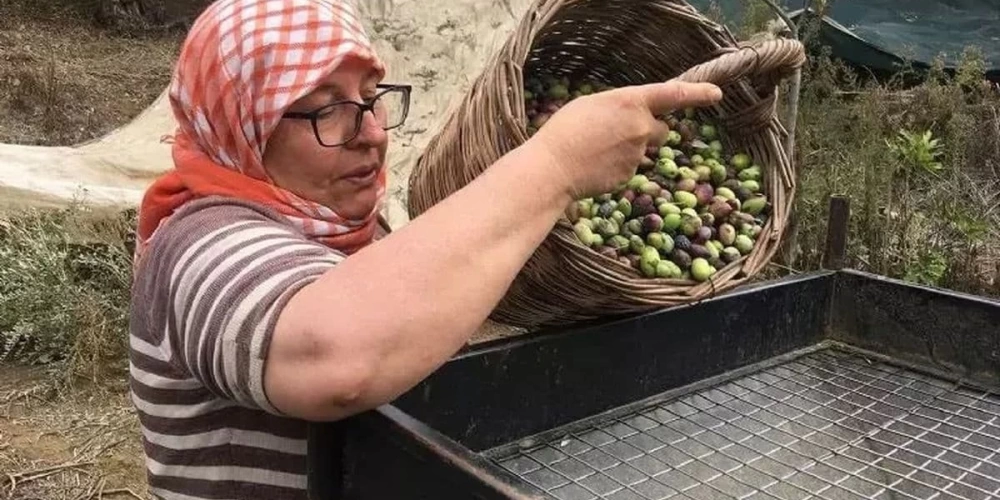 ZEYTİN HASADI İÇİN İŞÇİ BULUNAMIYOR