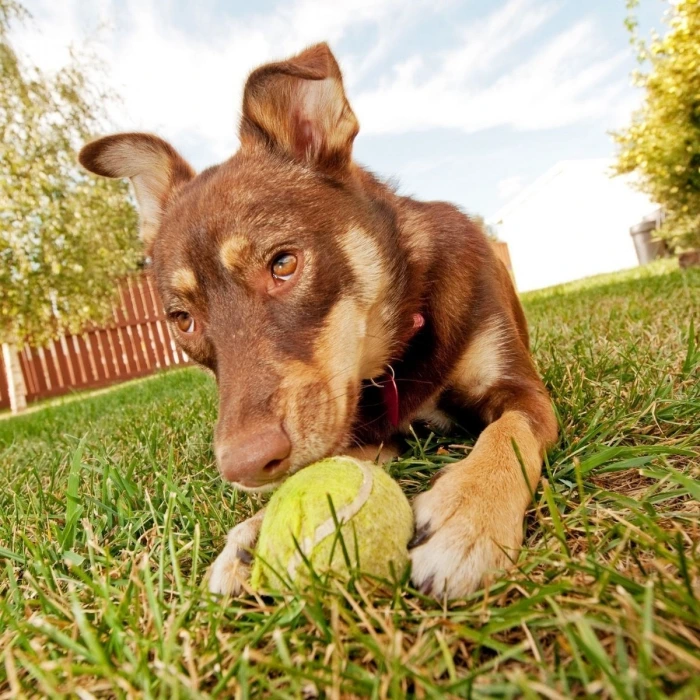 İpek Yıldızı®  3lü Renkli Desenli Tenis Topu Kedi Köpek Oyuncağı