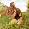 İpek Yıldızı®  3lü Renkli Desenli Tenis Topu Kedi Köpek Oyuncağı