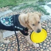 İpek Yıldızı® Katlanabilir Kedi Köpek Mama ve Su Kabı Köpek Oyuncağı