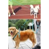 İpek Yıldızı® Reflektörlü Fosforlu Köpek Gezdirme Halatı Tasma Kayışı Metal Kancalı 130 cm